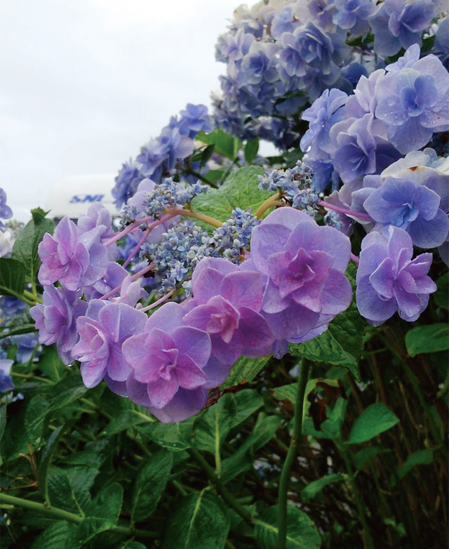 紫の紫陽花