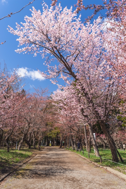 円山公園