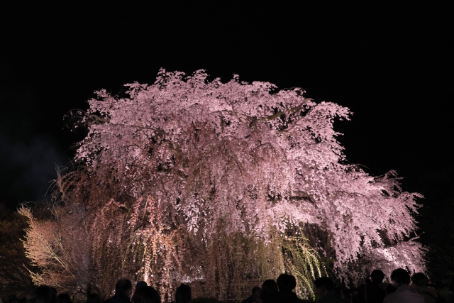 円山公園